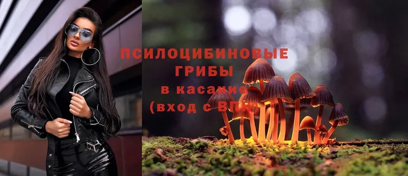 Псилоцибиновые грибы Psilocybine cubensis  наркошоп  Мышкин 